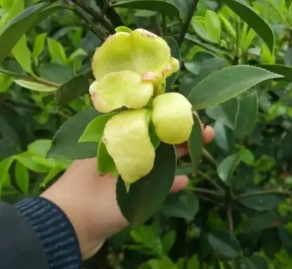 QQ浏览器截图20210317135823.png