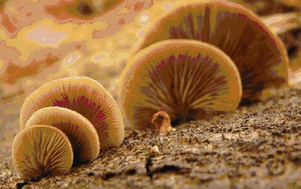 11d013e25268d4d91702251779e94478.gif