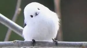 08578bb51f06c1d3fbf2f6778d4b6da0.jpg