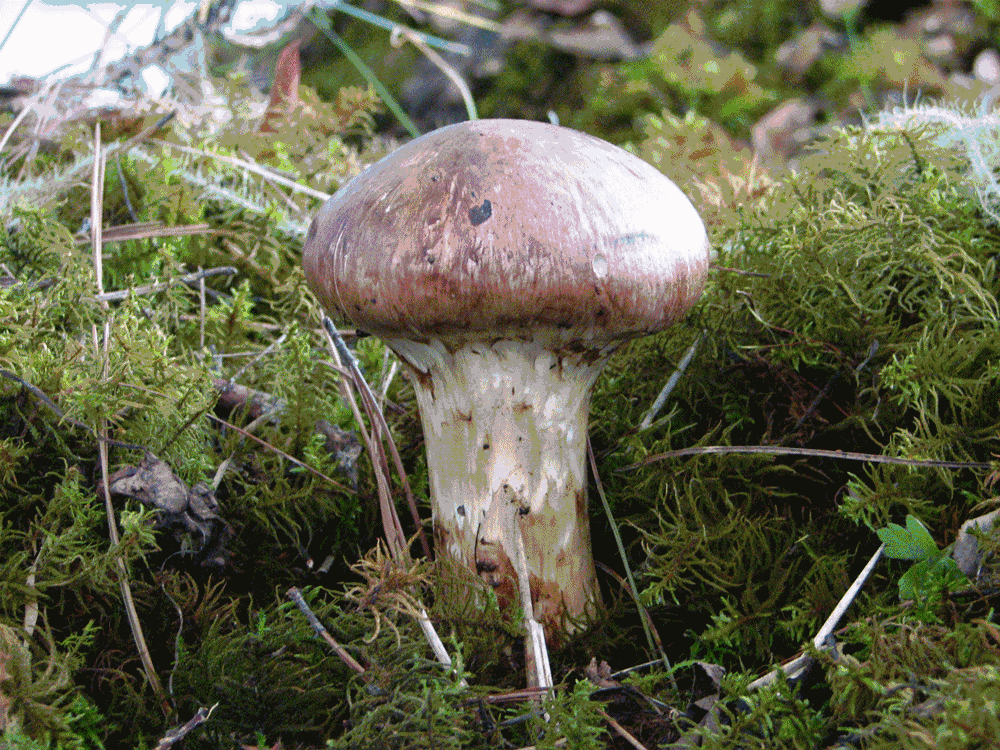 e5c20084c9144fb0b79d1c5ba6db305b.gif