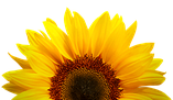 439ed80070c898cb5d0eb8d5598dcf9a.png