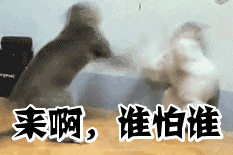 c77a060d62625c6c8c280cbd76669608.png