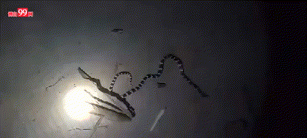 81c246f3237847771f6e6f81f231fdc0.gif