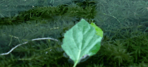 3d30ae7e97e8c5b5a1973d716fe7d376.gif