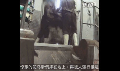 724ba92649d924f3736414d2dd9bd26f.gif