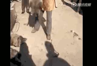 27028b9ffcb51a0b6225fc4fae4cff0f.gif