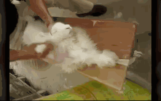 fc0fb5605bbe75a054dc3231c37d6249.gif