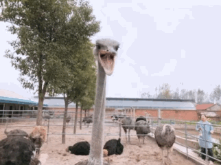 f6ccedcf342d83f55e643f3a20bcd45c.gif