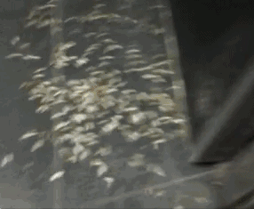 d28f626518699bc8e0f91900f083732f.gif