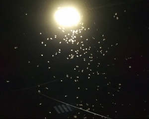 1b03e472ad014340c60f09ad1e31b3e1.gif