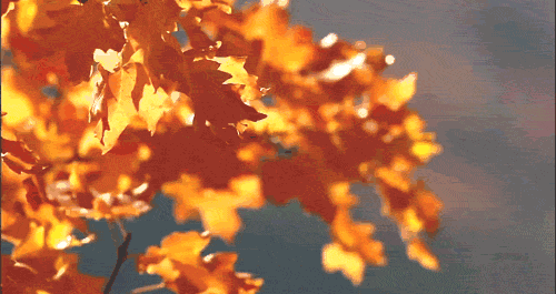 d244b597e11c6ebe20a999348de5d0dd.gif