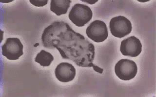 0ff013759d572f8c27b7100d876da4ad.gif